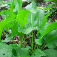 Planta de pe marginea drumului care te ajută să slăbești. Ajută vederea și lasă pielea strălucitoare - Foto: Profimedia / imagine rol ilustrativ