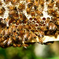 România avea 1,5 milioane de stupi de albine în 2020, mai mult decât orice altă ţară membră UE - Foto: pexels.com/Pixabay