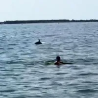 Spectacol, pe plaja din Mamaia. Mai mulți delfini au înotat aproape de mal, printre turiști - Foto: captură video