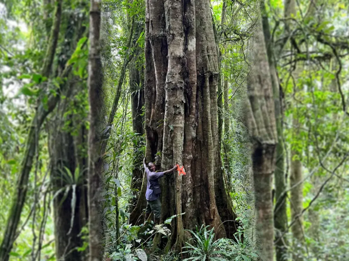 O nouă specie de arbori uriași a fost descoperită. Copacii trăiesc și 3.000 de ani - Foto: Bianchi et al., Phytotaxa 2025, Ifl Science