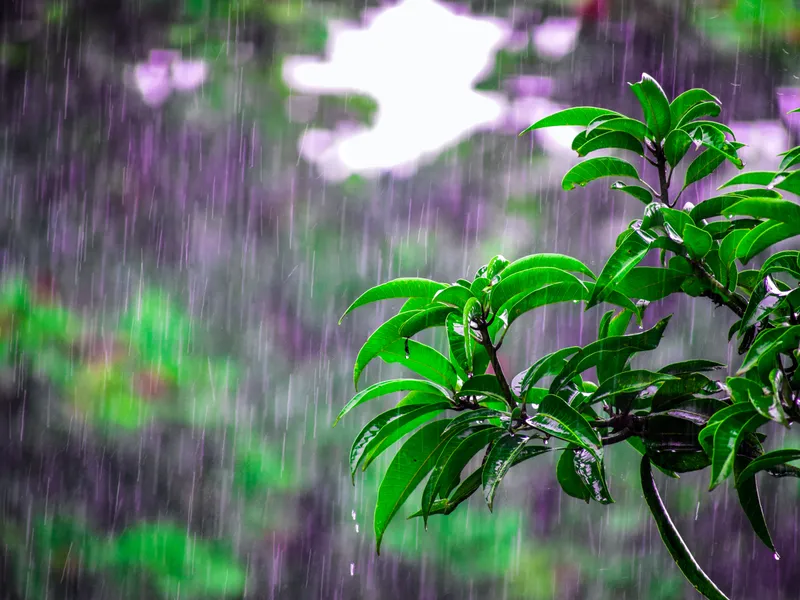 Plouă în 25 de județe. FOTO: Pexels.com