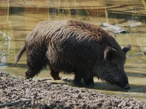 Focar de pestă porcină africană identificat pe raza comunei Atid/FOTO: Wikipedia