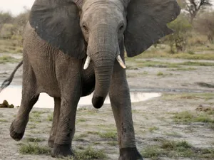 Un milionar a murit după ce a fost călcat în picioare de elefanți în propriul safari. Cine e? - Foto: Arhiva