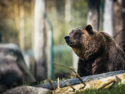 Urs accidentat mortal de două mașini, pe DN1. Circulația a fost afectată - Foto: Pexels (Imagine cu rol ilustrativ)
