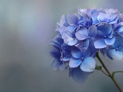 Hortensie Foto: Freepik (imagine cu rol ilustrativ)