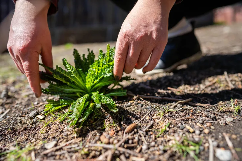 Plantă &icirc;n grădină - Foto: Magnific.com (Imagine cu rol ilustrativ)