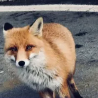 FOTO: Digi 24