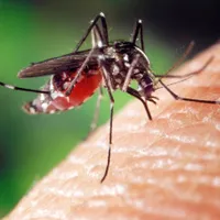 Bărbat cu West Nile, internat de 19 zile, în stare gravă. Un preot infectat cu virusul a murit - Foto: Profimedia images (Imagine cu rol ilustrativ)