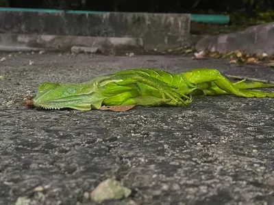 Zeci de iguane au căzut din copaci, din cauza frigului. FOTO: Facebook