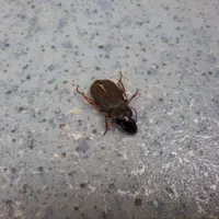 Cât sunt de periculoși gândacii care au invadat apartamentele în ultimele zile?  - Foto: ziaruldeiasi