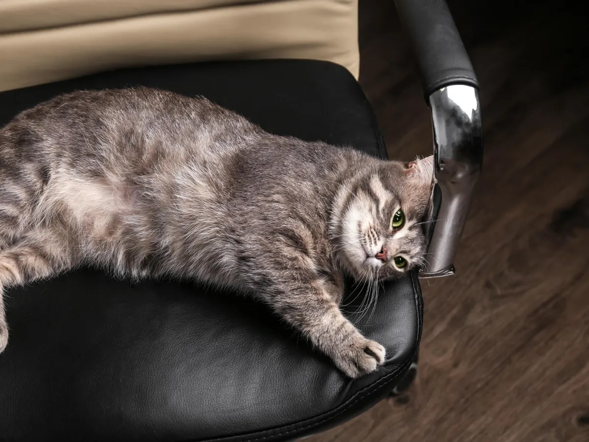 Pisică - Foto: Freepik (Imagine cu rol ilustrativ)