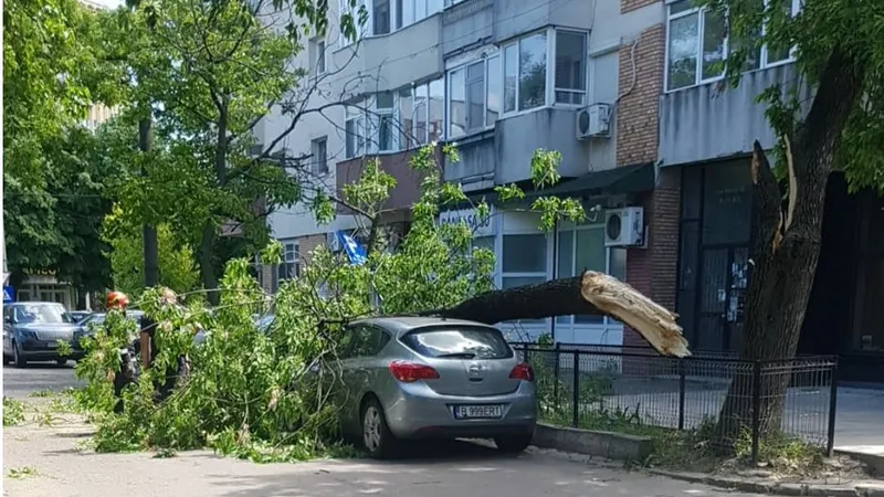 27 de copaci căzuți pe autoturisme/Foto: Facebook