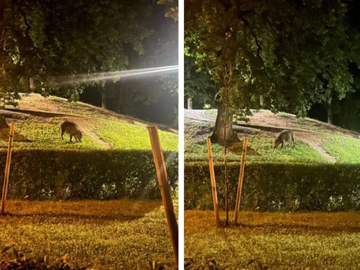 Pe străzile din Brașov, ca la ZOO. Porci mistreți în cartierul Noua, urși în zona Răcădău - Foto: bizbrasov.ro