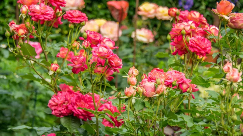 Florile din grădină care prevestesc dacă vine toamna. Cum trebuie să fie după 15 august? - Foto: Freepik