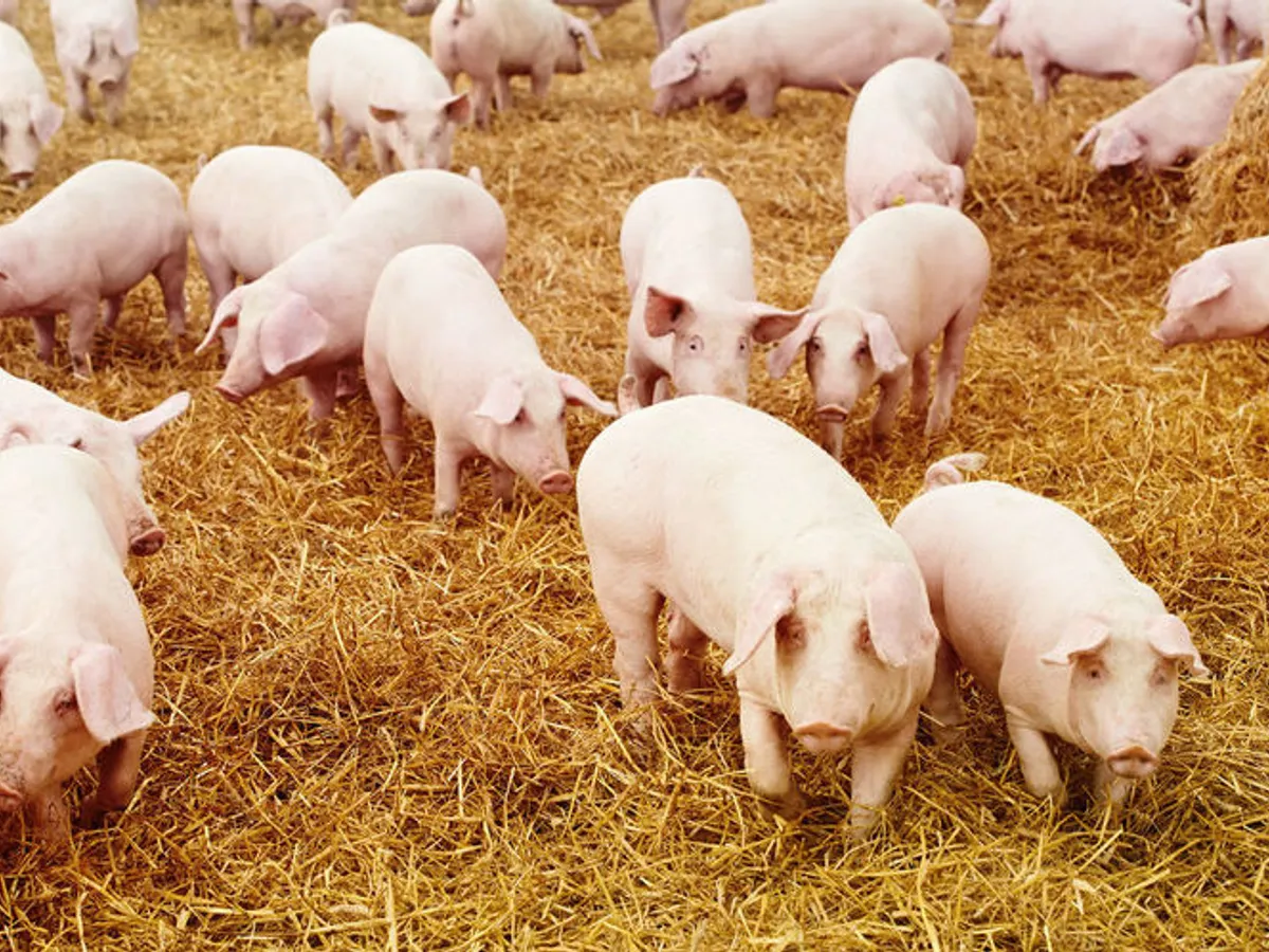 Focar de pestă porcină africană aproape de granița cu România: 3.000 de porci vor fi sacrificați în Ungaria
