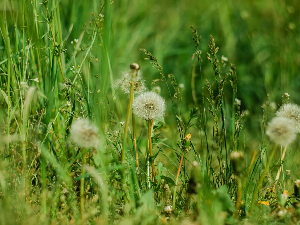 Buruieni Foto: Pexels (imagine cu rol ilustrativ)
