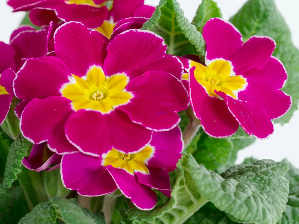 Floare Foto: Freepik (imagine cu rol ilustrativ)