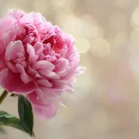 Bujori Foto: Freepik (imagine cu rol ilustrativ)
