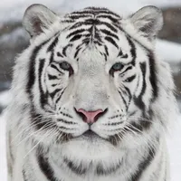 Tigru Alb - Foto: Business Insider