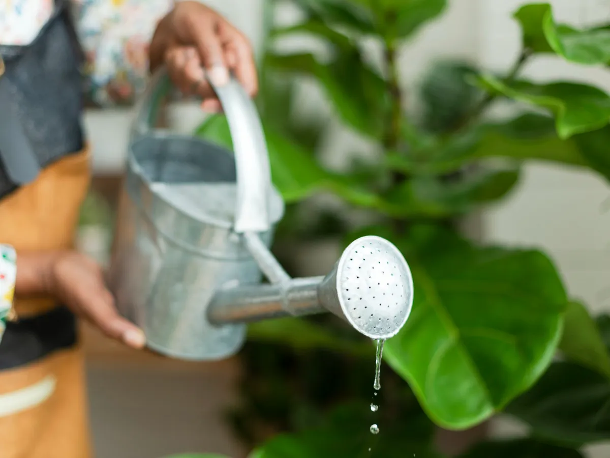 Trucul ieftin care păstrează umiditatea în ghiveci și ajută plantele să înflorească mai bine. Costă 2 lei