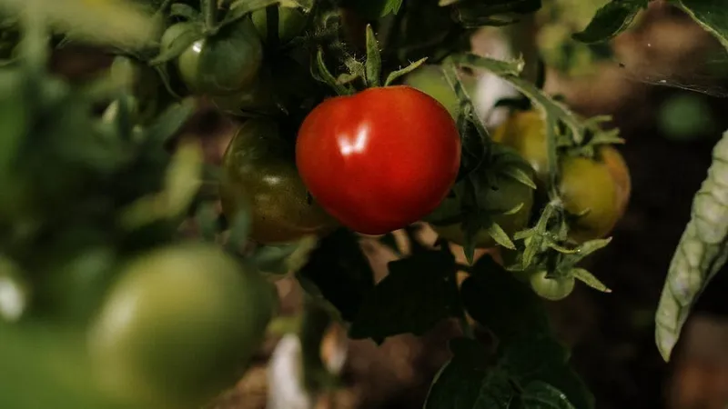 Atenție, la ce cumpărați! 5 agricultori români, prinși că au stropit legumele cu chimicale nocive - Foto: pexels.com/cottonbro studio - Rol ilustrativ