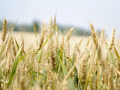 Agricultură- Foto: PEXELS PHOTOS