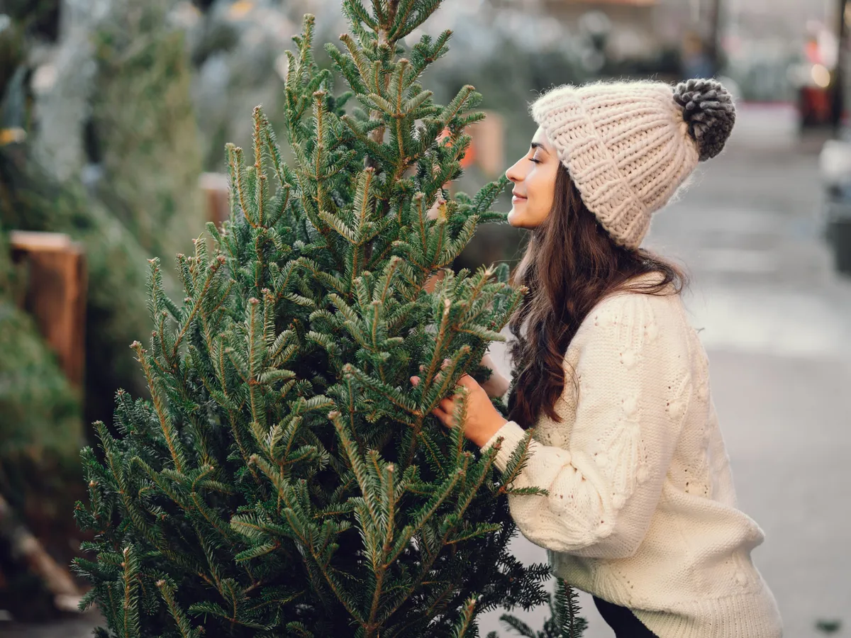 Ar trebui să uzi bradul de Crăciun cu apă caldă sau rece? Află ce temperatură ajută cu adevărat la prospețime - Foto: Freepik (Imagine cu rol ilustrativ)