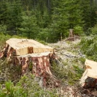 Descindere a Gărzii Forestiere în pădurile IKEA. S-au dat amenzi, dar nu s-a găsit nimic în neregulă - Foto: Profimedia Images/ Imagine cu caracter ilustrativ
