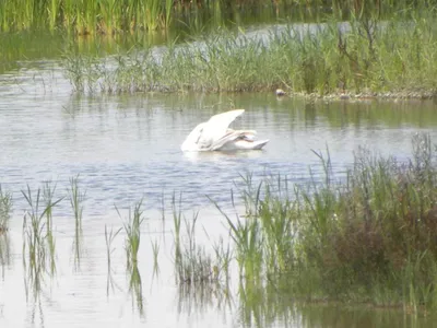 VIDEO O lebădă a fost salvată de pompierii din Giurgiu