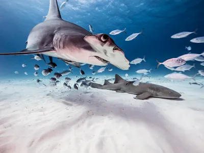 Rechini în Bahamas - Foto: Profimedia Images (imagine cu rol ilustrativ)