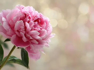 Bujori Foto: Freepik (imagine cu rol ilustrativ)