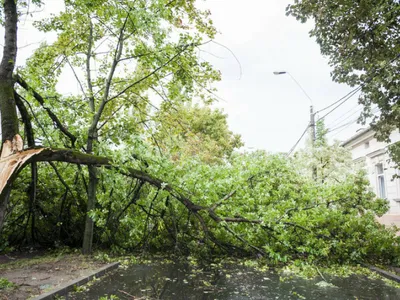 O femeie a ajuns în stare gravă la spital după ce a fost lovită de o creangă. Cum s-a întâmplat? - Foro: ISU