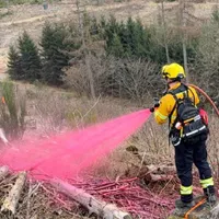 De ce își colorează germanii pădurile în roz? Culoarea are o semnificație dar puțini știu ce este - Foto: Melanie Fischer/Oficiul Silvic Regional Märkisches Sauerland