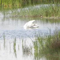 VIDEO O lebădă a fost salvată de pompierii din Giurgiu