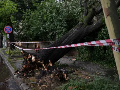 Copac rupt de furtună în București - Foto: INQUAM PHOTOS/Octav Ganea