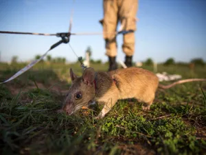 Rozătoarele se vor înmulți din cauza încălzirii globale. Foto Getty Images