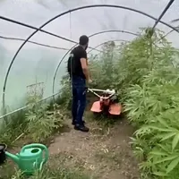 În loc de roșii, ardei sau vinete, un român a cultivat canabis în solar. E arestat preventiv - Foto: DIICOT