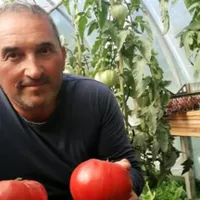 Un român i-a înnebunit pe nemți cu roșiile gigant pe care le cultivă. Sunt naturale și delicioase Foto: schwaebische.de