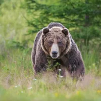 Tânăr din Maramures, găsit sfâșiat brutal de o ursoaică în zona montană "Piciorul Piercii" - Foto: Profimedia images - Caracter ilustrativ
