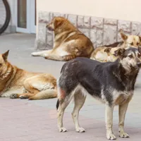 Taxă pe câine, 15 lei/locuitor chiar dacă nu ai. În ce oraș se întâmplă acest lucru și de ce? - Foto: Arhiva (imagine cu rol ilustrativ)