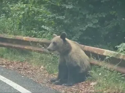 Noi sancțiuni pentru turiștii care hrănesc urșii pe Transfăgărășan. Ce NU au voie să mai facă? - Foto: Arhiva / imagine cu rol ilustrativ