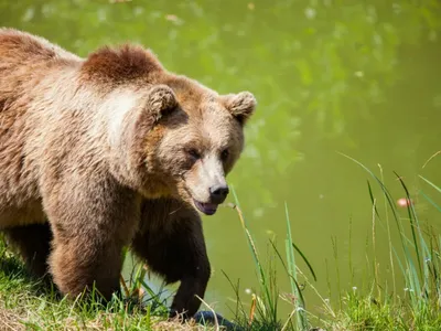 Un urs a intrat într-o curte, în Râmnicu Vâlcea. A omorât un ied și a rănit alți doi - Foto: Pexels.com (Imagine cu rol ilustrativ)