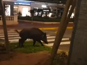 Un porc mistreț la Cannes Foto: captură video