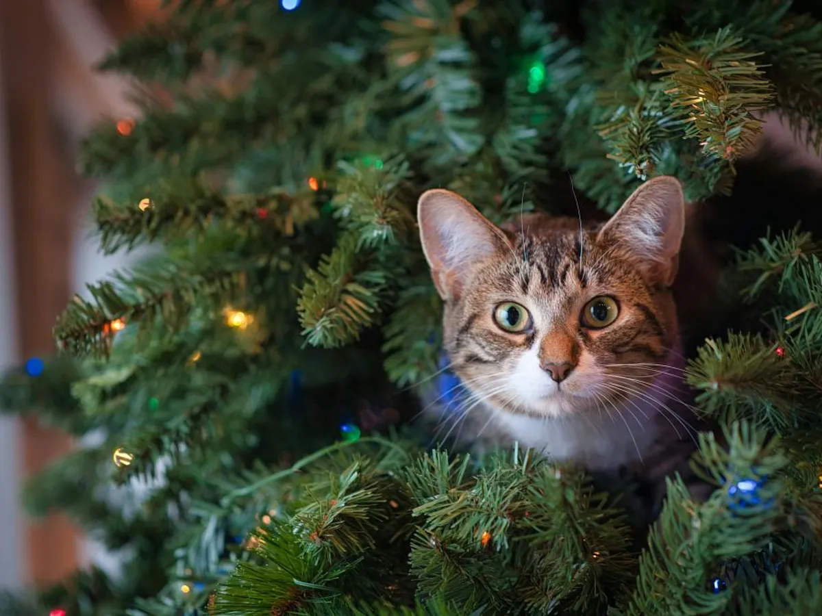 Cum ținem pisica departe de bradul de Crăciun? - Foto: Pexels/Jessica Lewis 🦋 thepaintedsquare