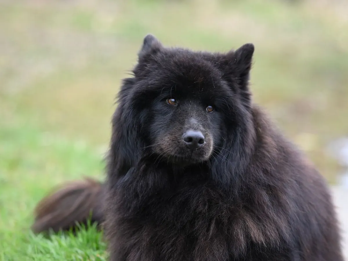 Lapphund finlandez relaxându-se în faţa casei, pe iarbă - Foto: Pexels/JacLou- DL