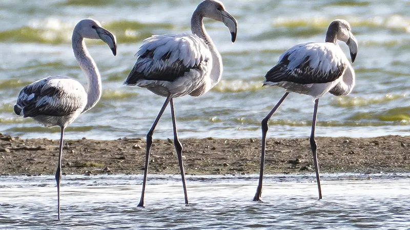 Păsări Flamingo - Foto: Auris Luca