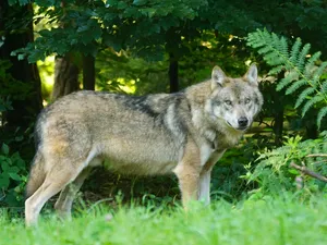 Lupii terorizează un oraș din România. Oamenii i-au văzut cum umblă pe străzi și omoară animale Foto: Pexels (fotografie cu caracter ilustrativ)