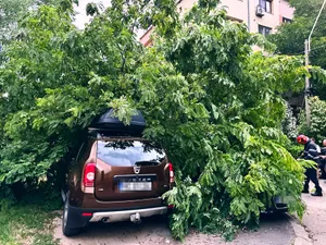 Copaci ruți de furtună - Foto: ISU HD