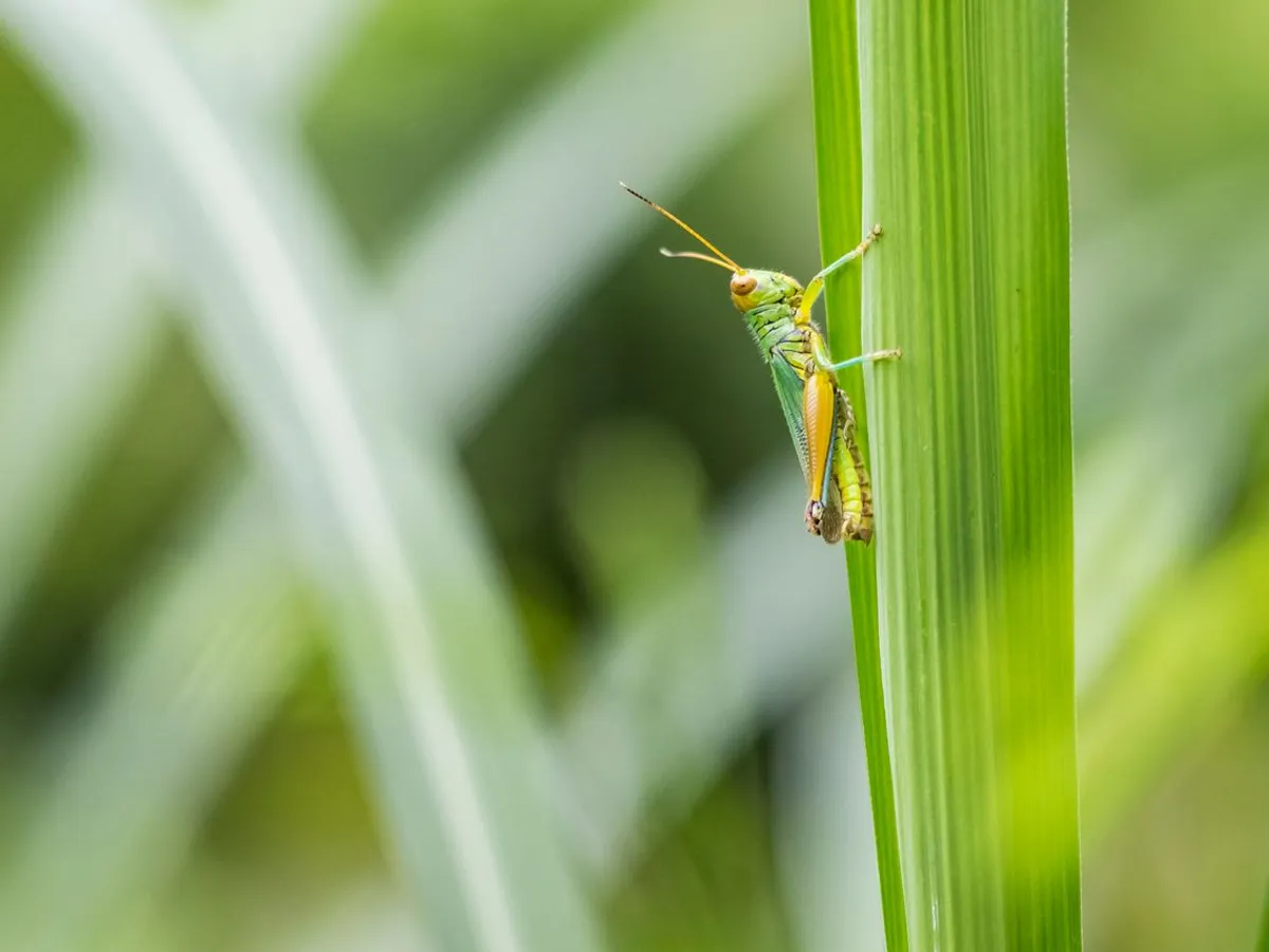 Insectă pe o frunză - Foto: Peexels (Imagine cu rol ilustrativ)