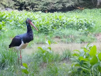 Barză neagră surprinsă în Munții Apuseni - Foto: Captură video/ Facebook/ Romsilva